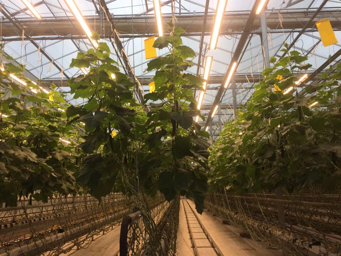 Как технологии меняют тепличные хозяйства - фото kapital.kz