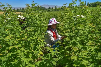 Южный Казахстан увеличит урожай малины