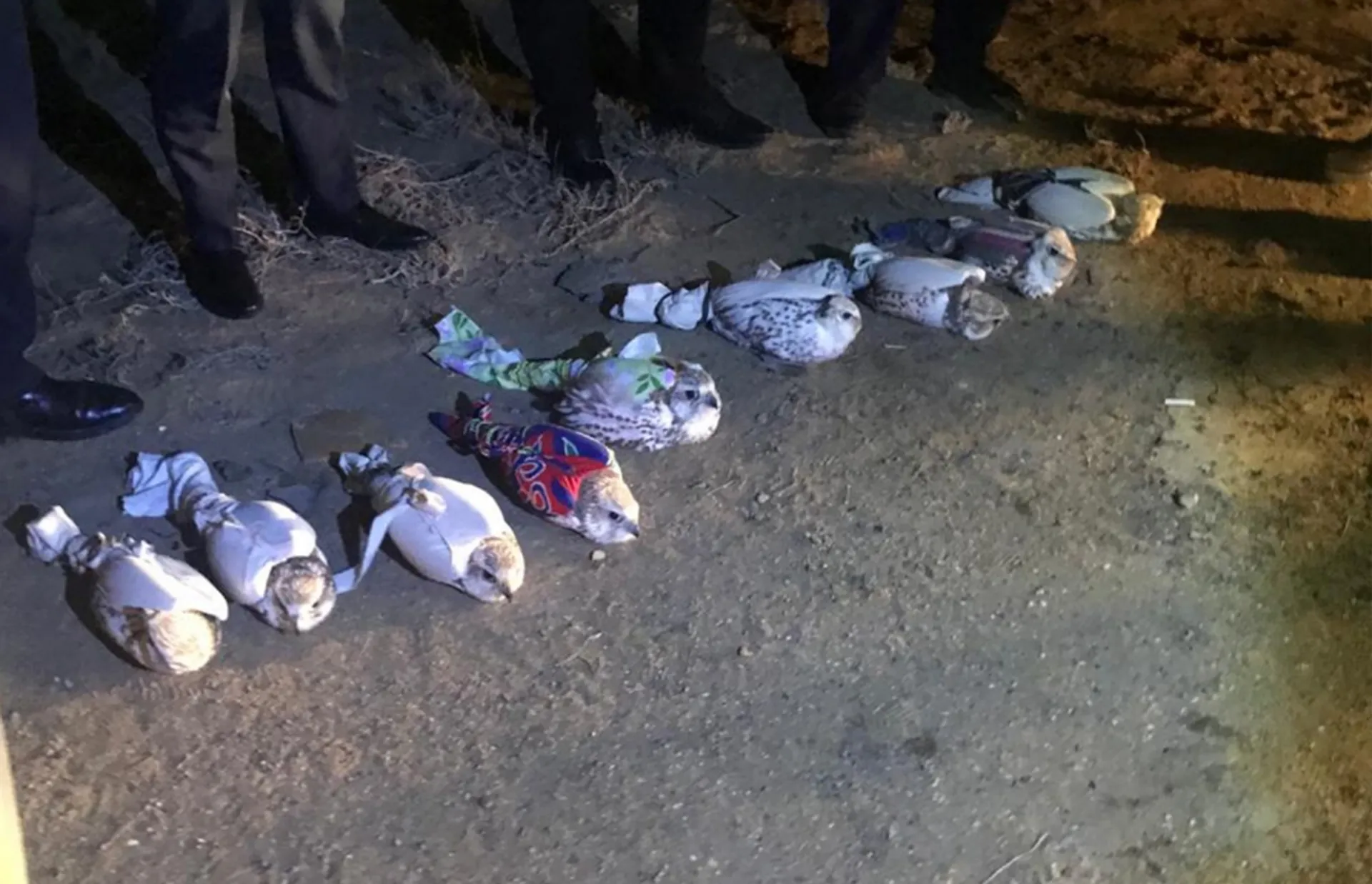 Капитал - КНБ пресек канал незаконного вывоза соколов-балобанов