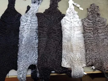 Шкурки каракуля из Южного Казахстана пойдут на экспорт
