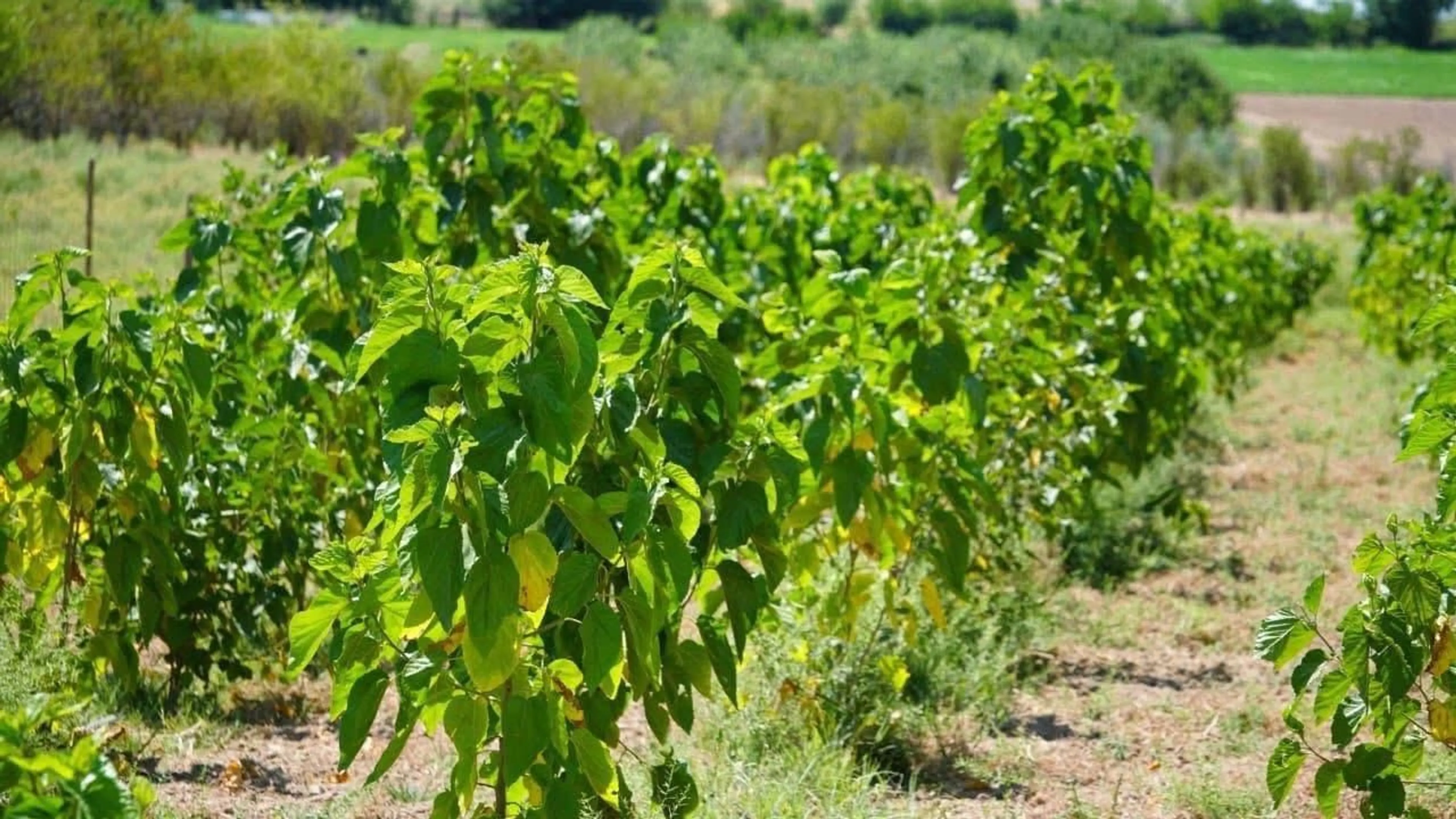 Фото: МСХ РК