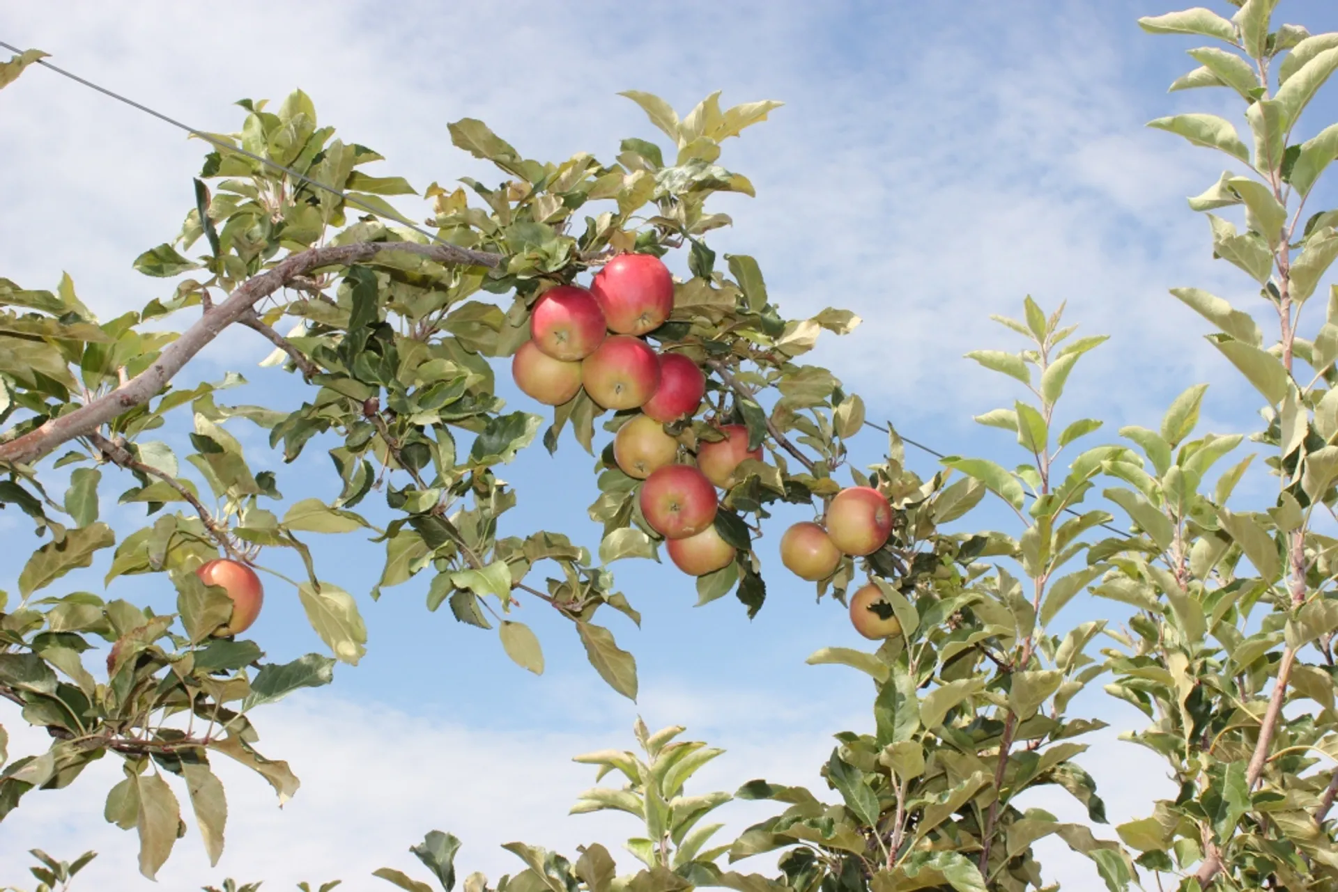 Капитал - Яблоневый рай или как мы собирали урожай