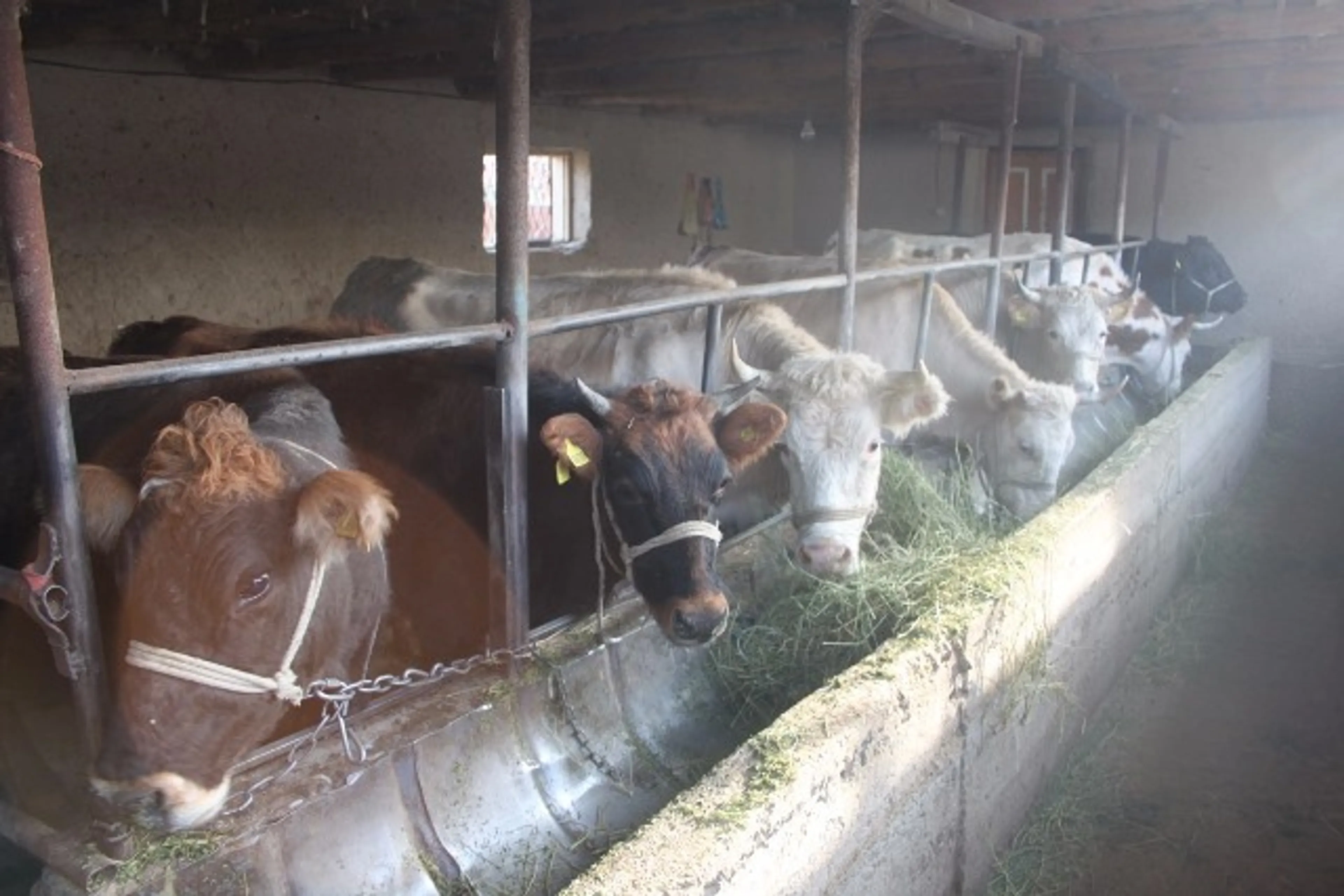 Капитал - В ЮКО активно создают производственные кооперативы