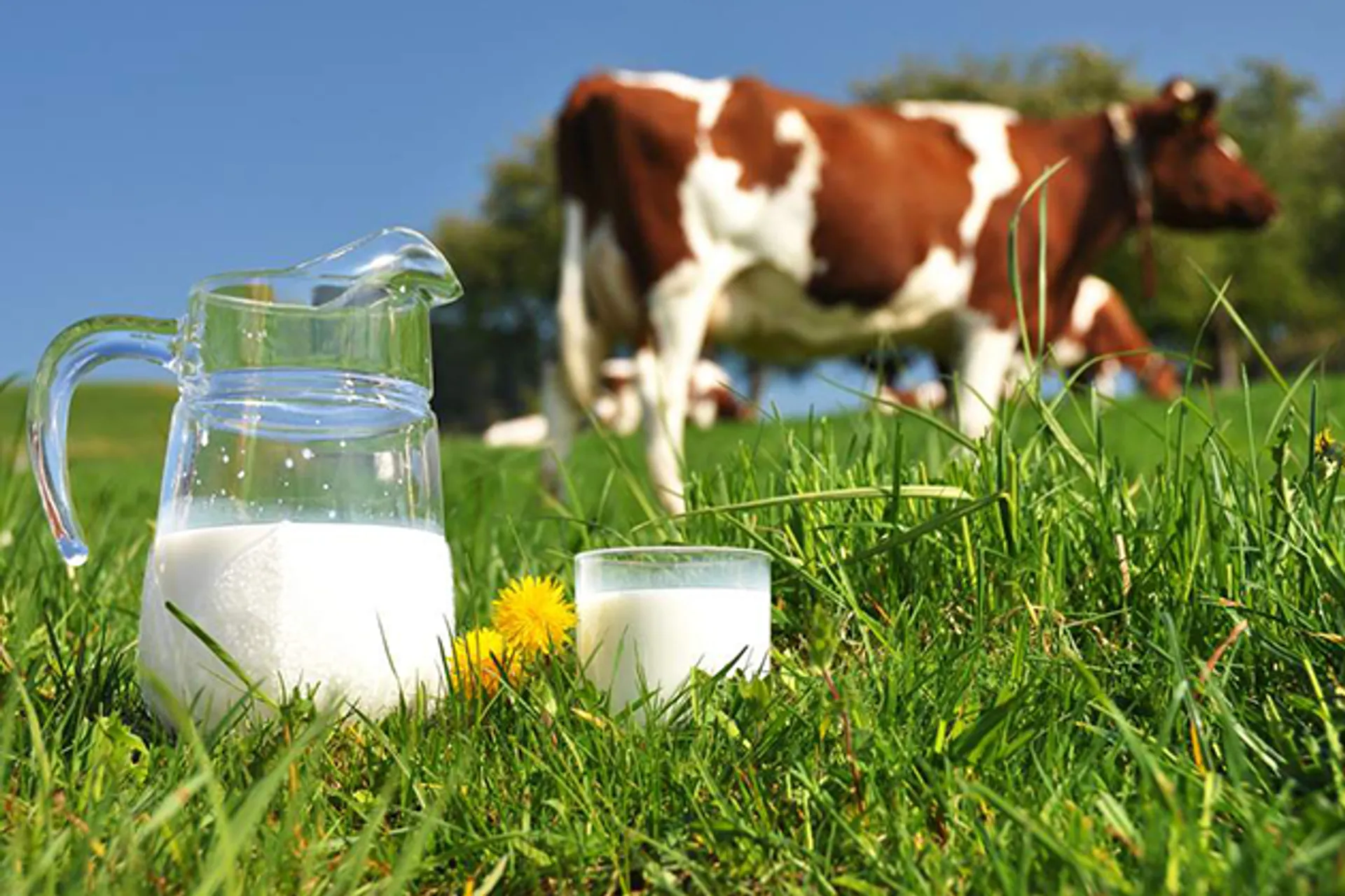 Капитал - Что поможет молочной отрасли Казахстана