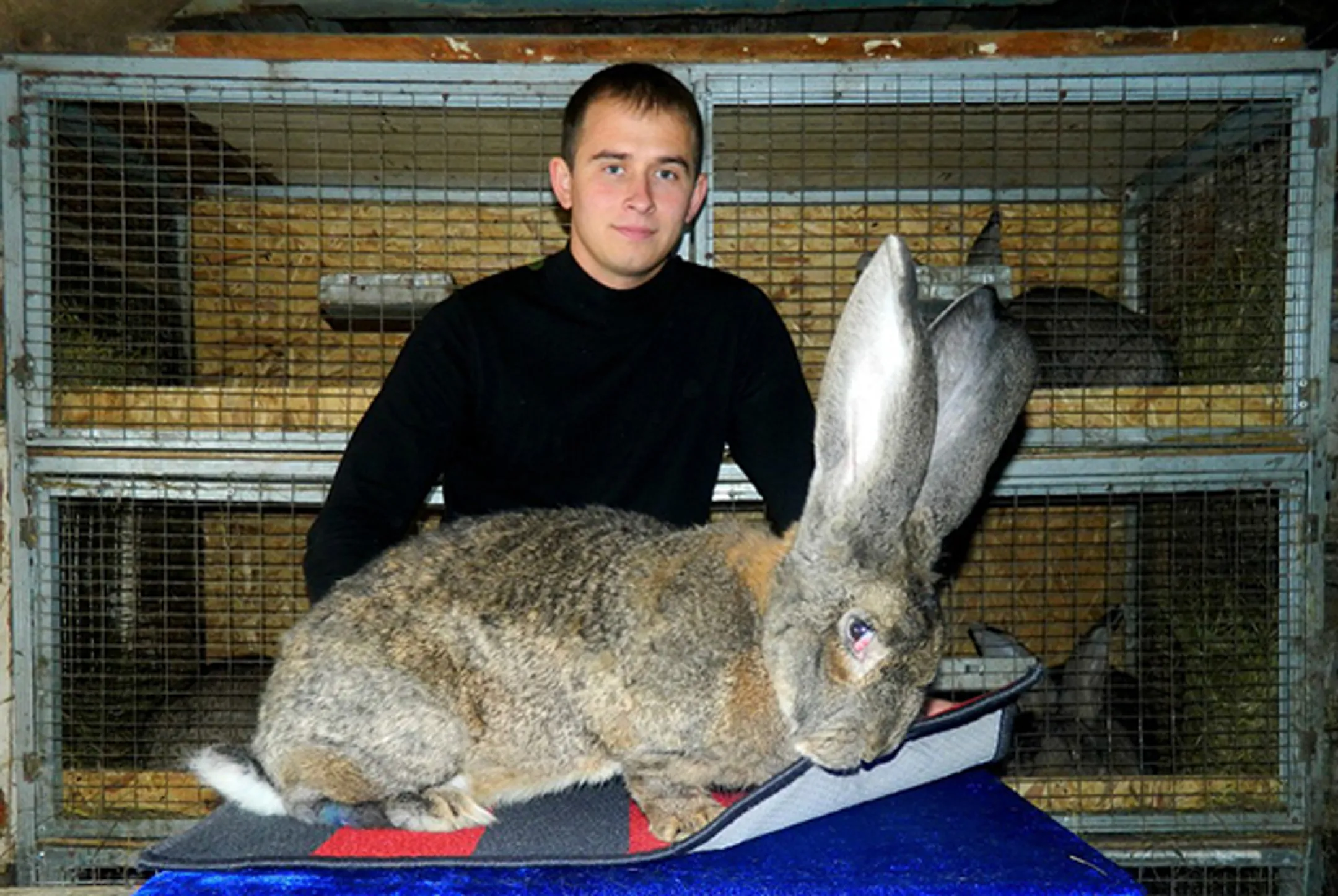 Тонкости бизнеса на разведении кроликов - Image Kapital.kz