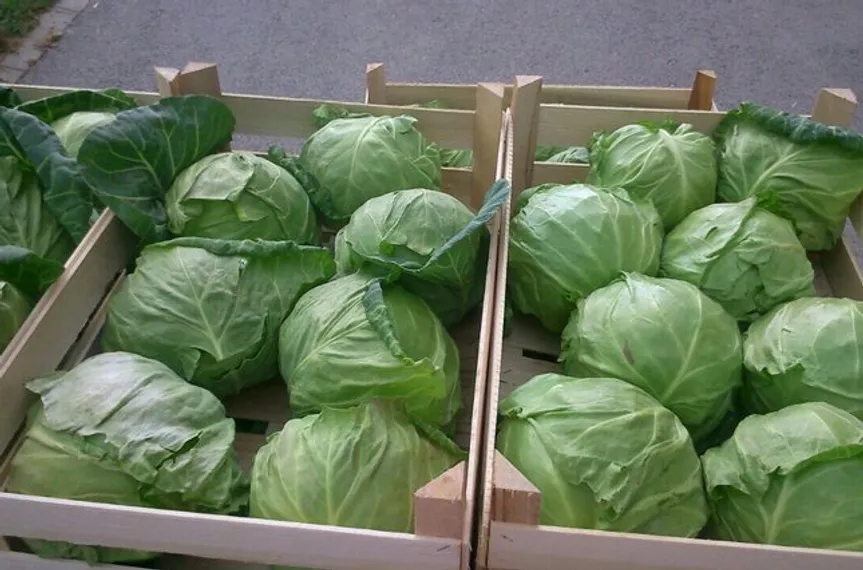 Капитал - Минсельхоз: За границей упал спрос на казахстанскую капусту