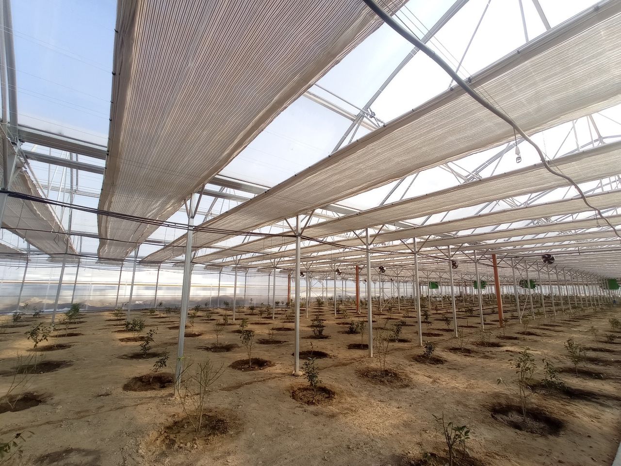 В индустриальной зоне Алматы выращивают лимоны  3487038 — Kapital.kz 