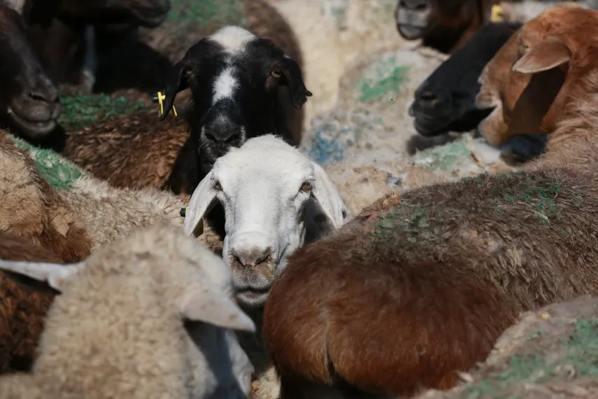 Фото: Руслан Пряников 