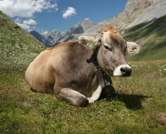 Что мешает молочному животноводству в Казахстане?