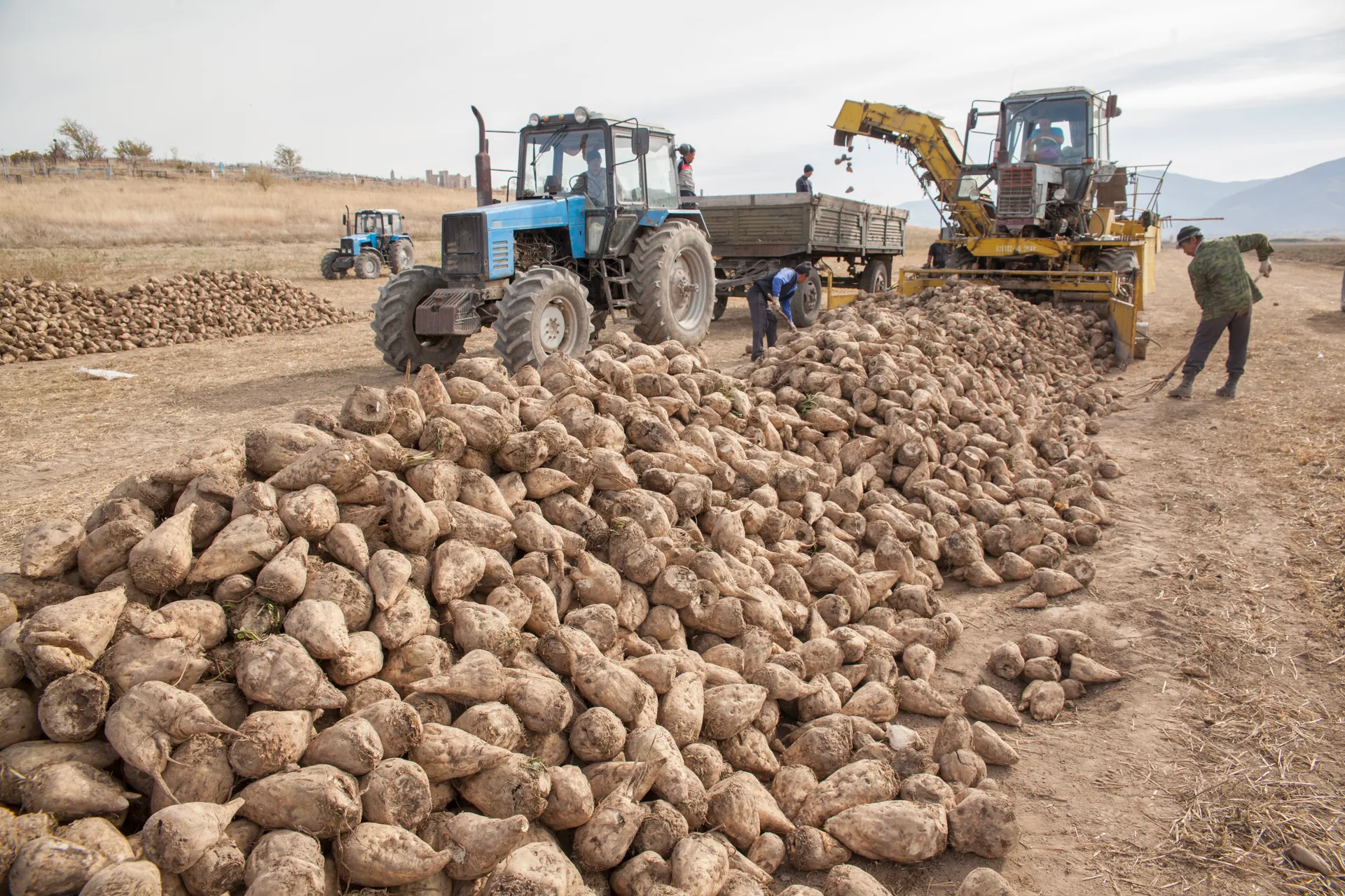 Капитал - Алматинская область будет производить до 300 тысяч тонн сахара