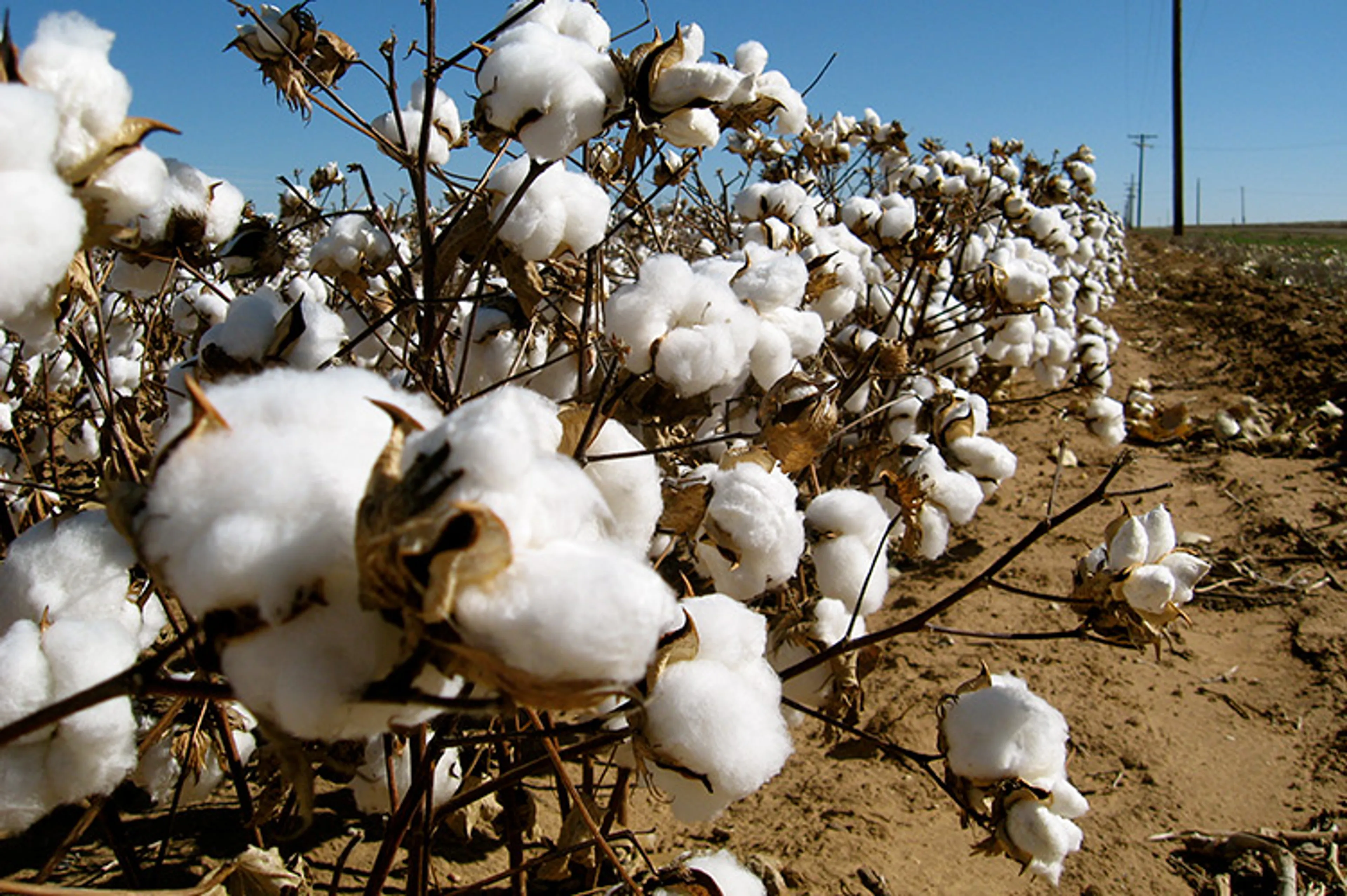 Капитал - Китай станет крупнейшим производителем хлопка в мире