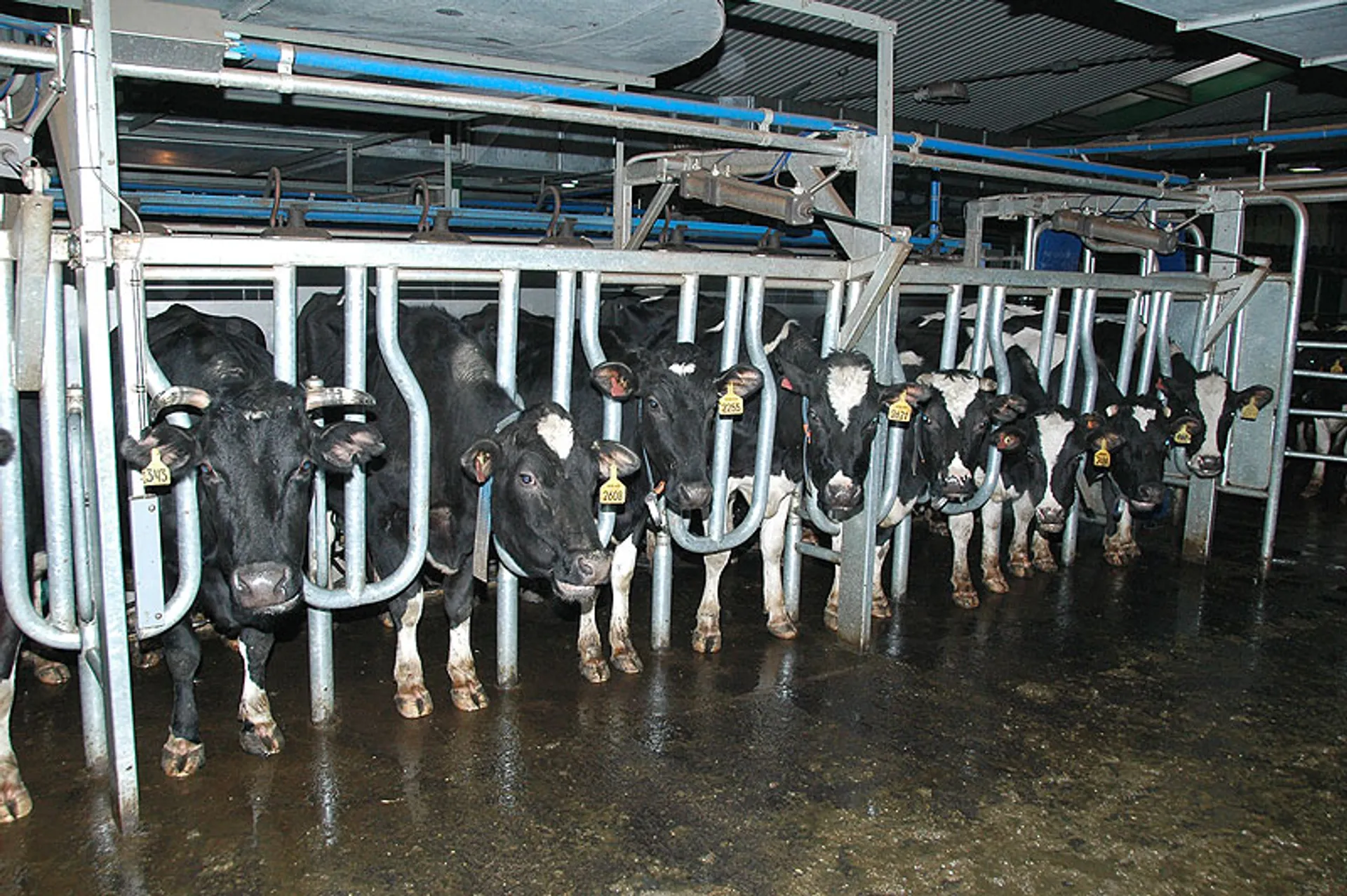 Капитал - Молочные фермы семейного типа поддержат субсидиями