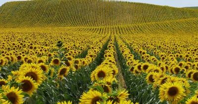 АгроВестник