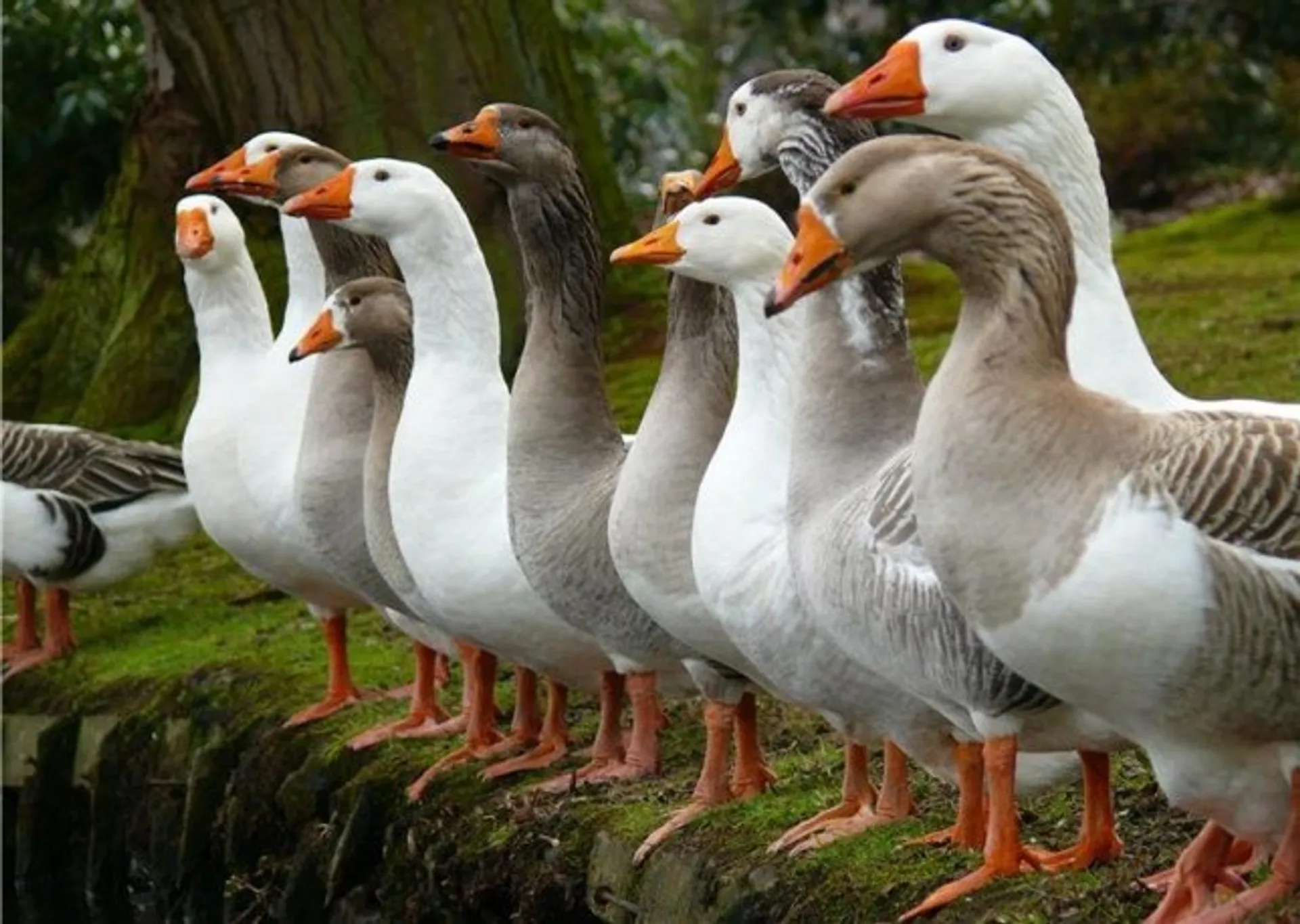 Капитал - Венгры будут вкладывать деньги в казахстанское птицеводство