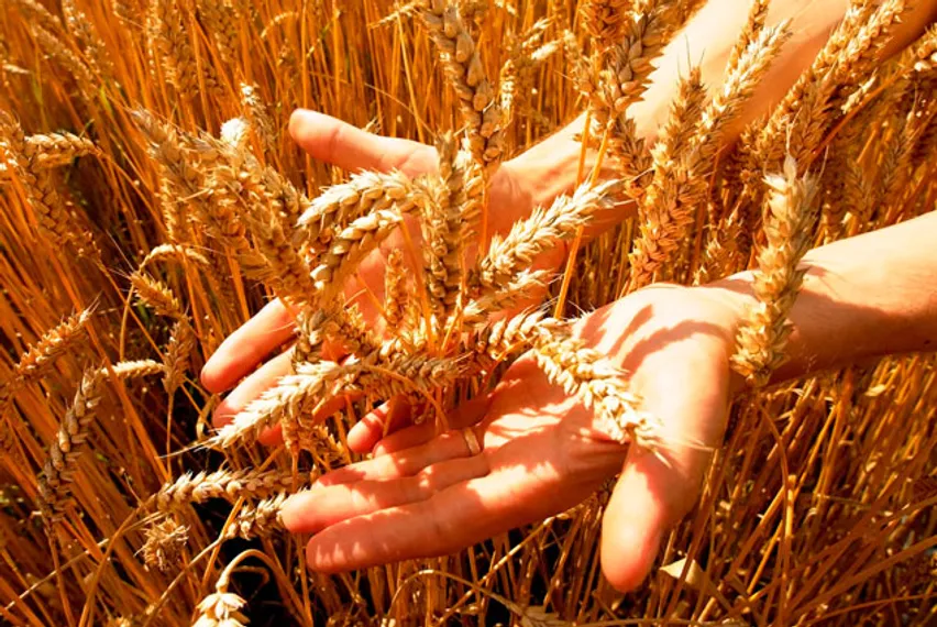 Капитал - КазАгро профинансировал посевную на 5,4 млн га