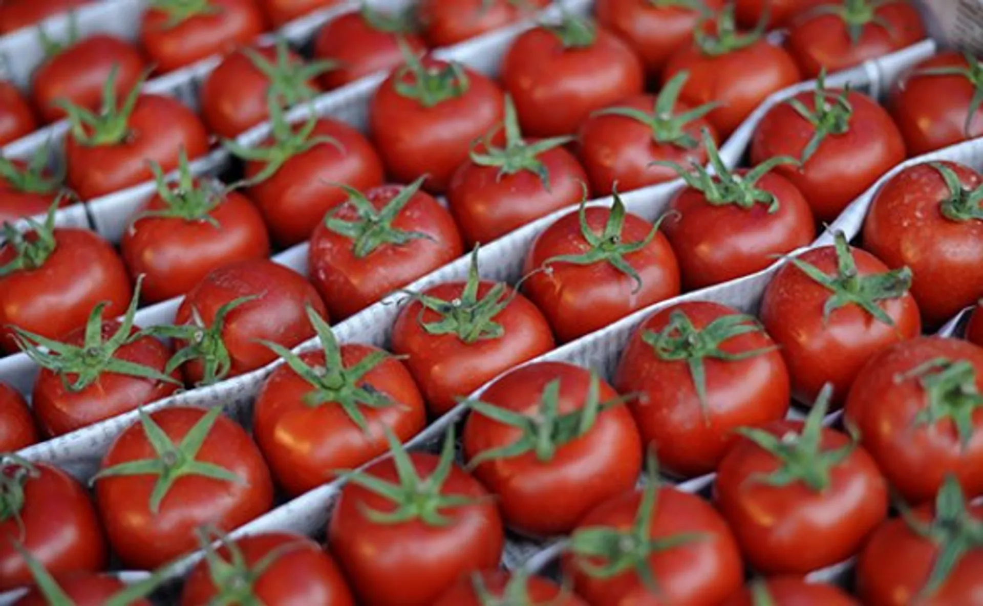 Капитал - Казахстан временно запретил ввоз азербайджанских томатов