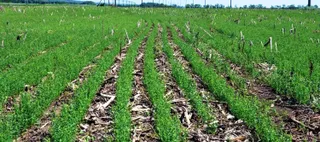 Капитал - Посевы льна в Казахстане достигли 1,5 млн гектаров