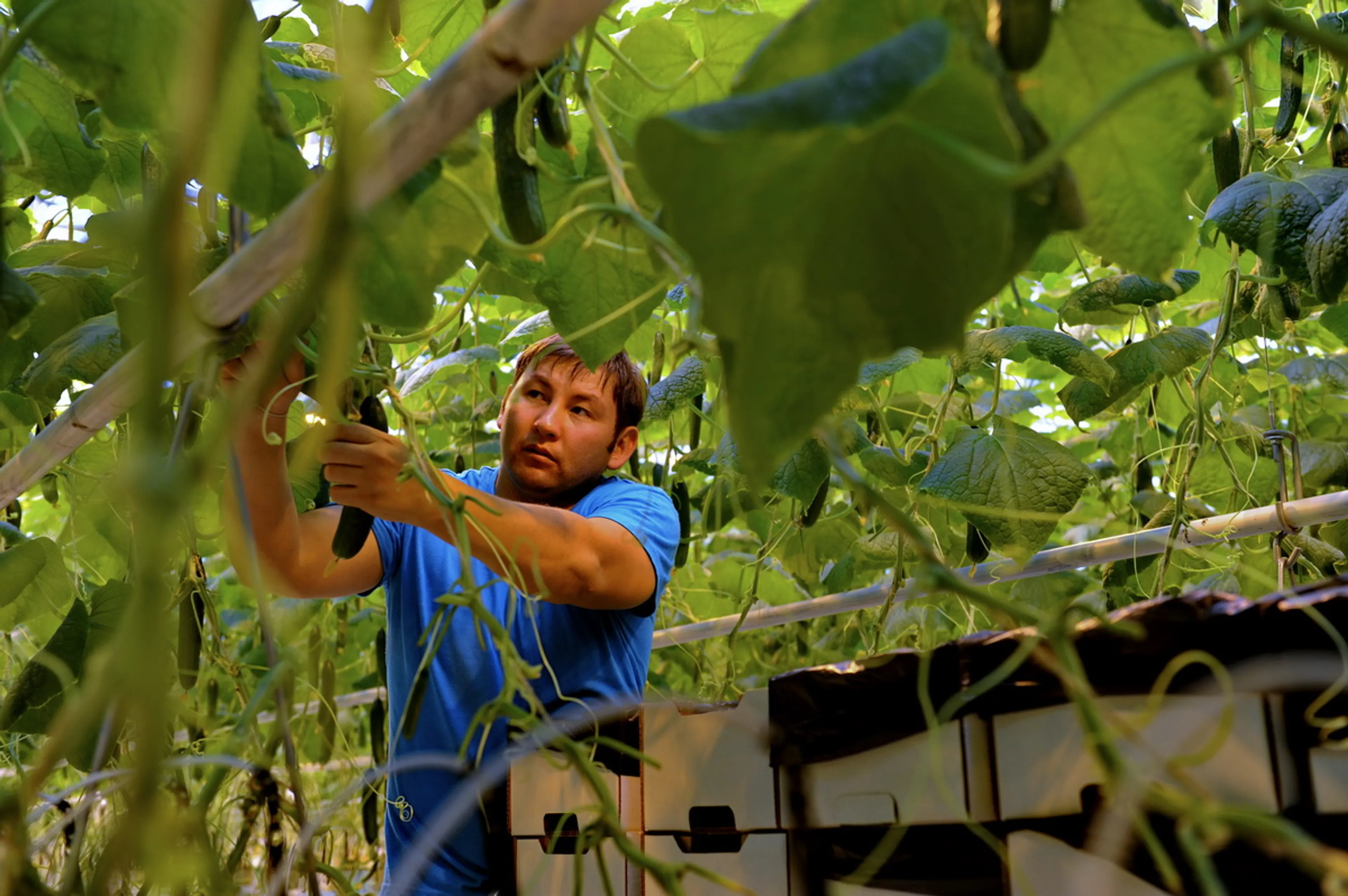 Капитал - Инвестиции уверенно текут в сельскохозяйственный сектор