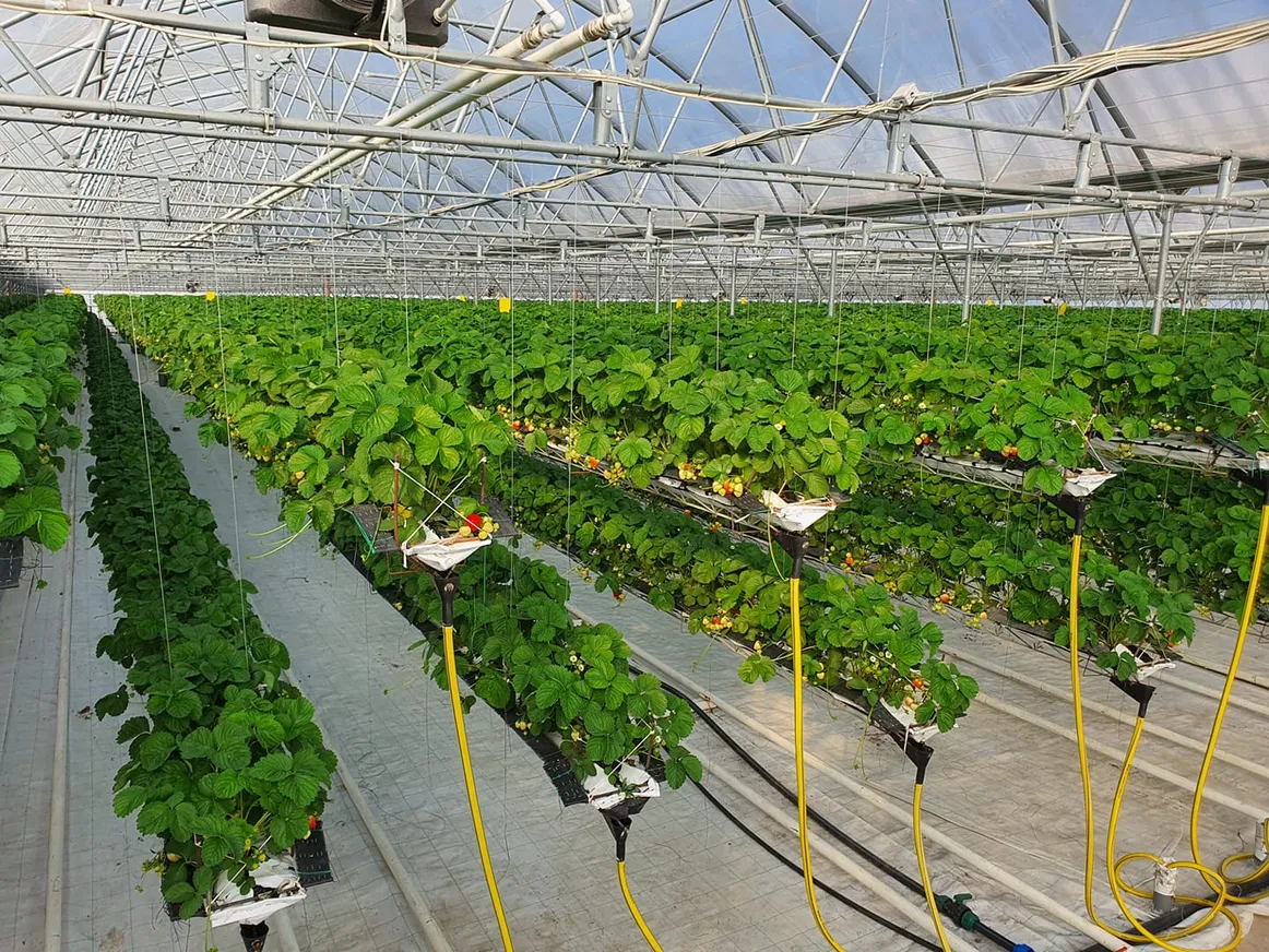 Клубничная теплица<br>