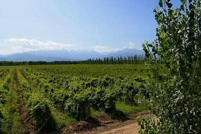 Почему содержание большого питомника не всегда прибыльно
