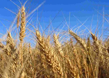 Жания Сарсембаева: «Наиболее часто фермеры сталкиваются с бюрократией»