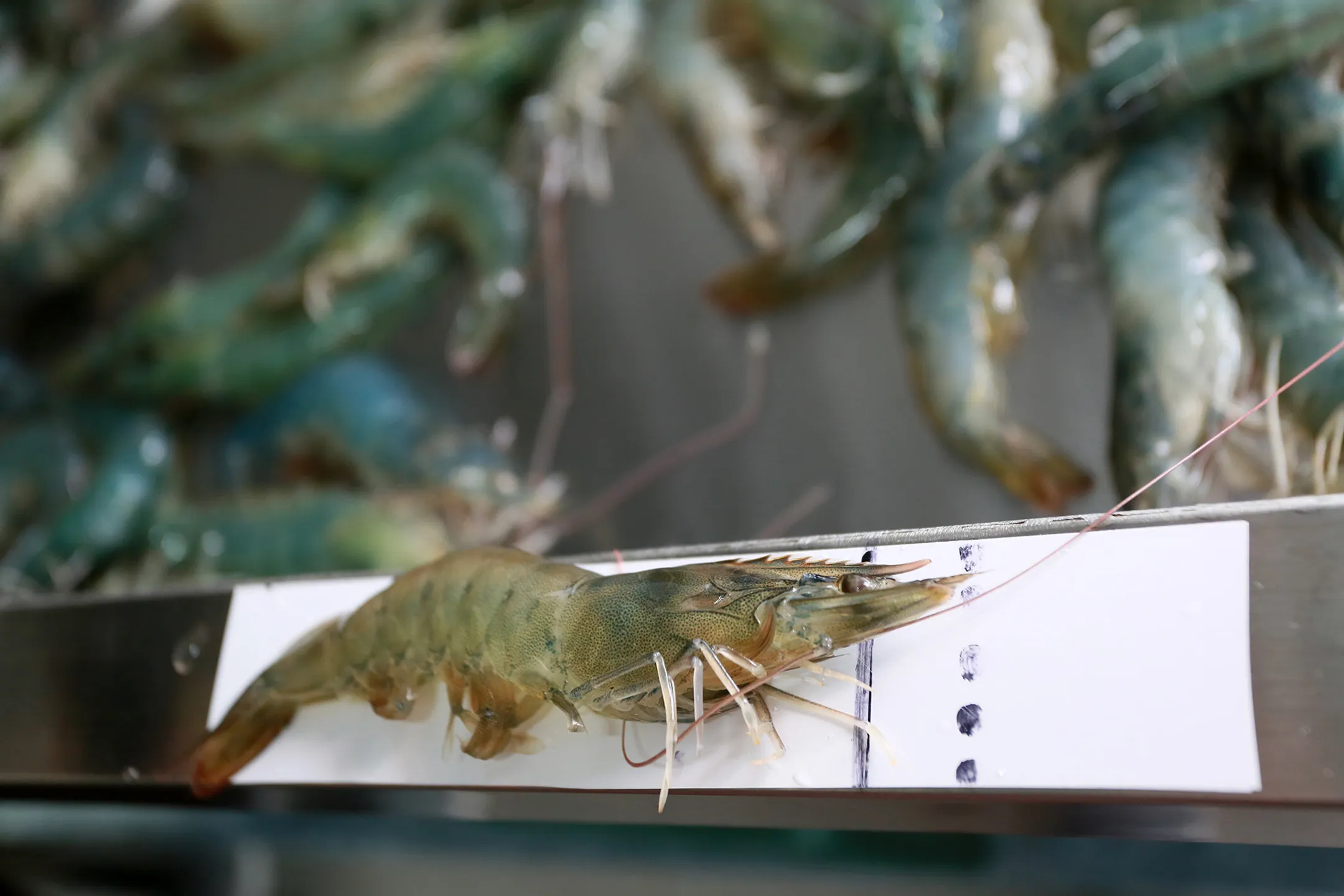 Для сортировки креветки по размеру на столе для ориентира нанесена разметка <br>