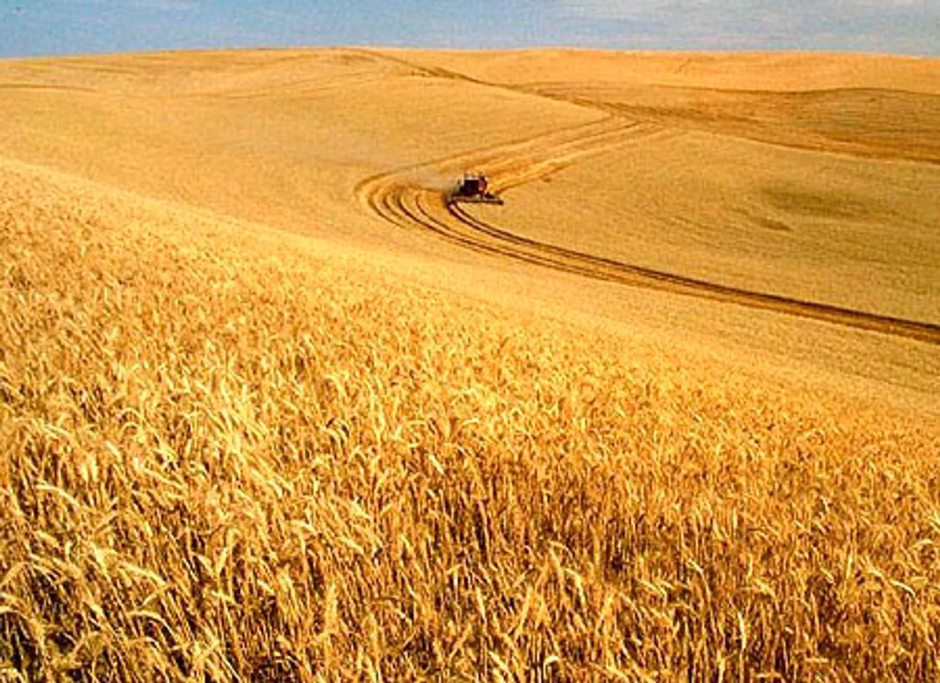 Капитал - Производство зерна в мире может достигнуть исторического максимума