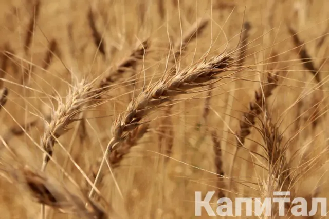 Изображение Kapital.kz