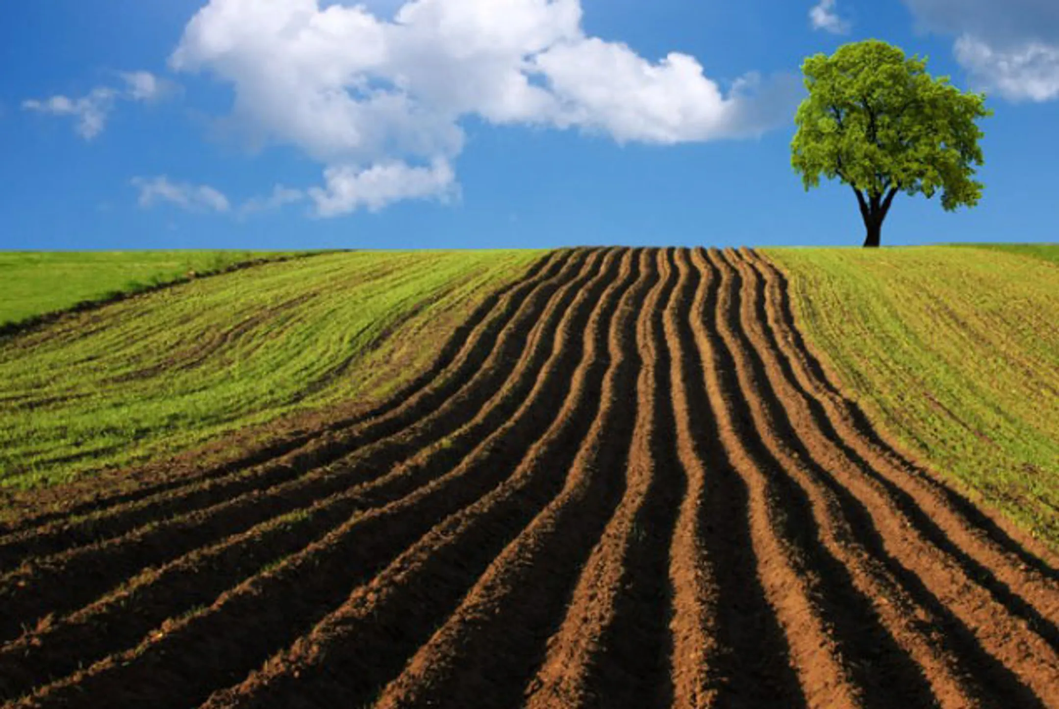 Чиновники 4 районов отдавали сельхозземли не по назначению - Image Kapital.kz