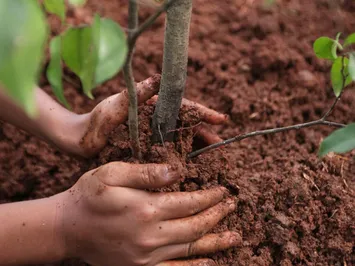 Вокруг хвостохранилища Кошкар-ата создадут зеленый пояс