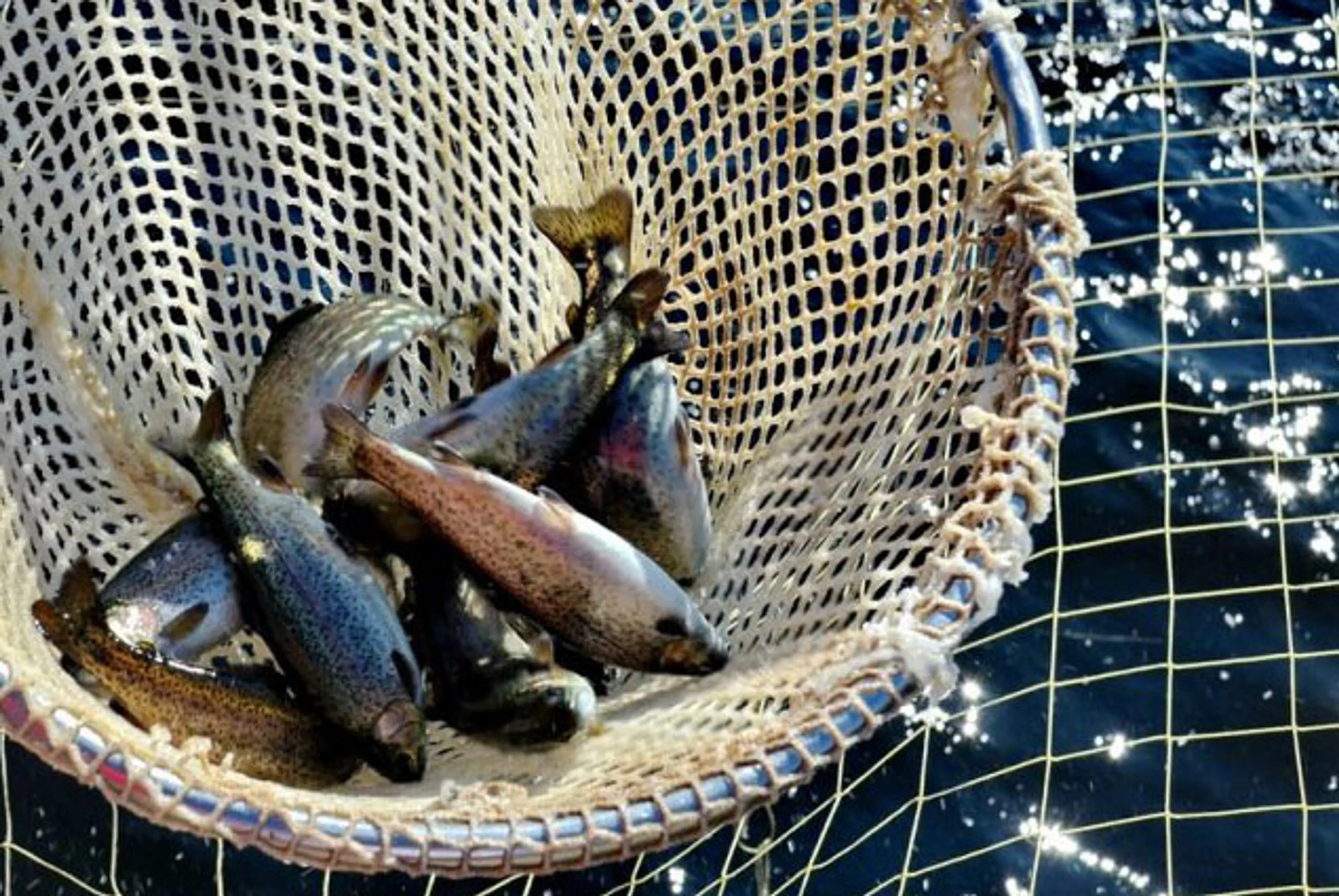 Капитал - Производители РФ просят власти пойти на уступки по эмбарго