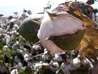 Капитал - На поддержку хлопкоробов выделяют 1 млрд. тенге