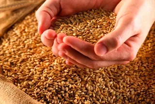 Капитал - РК, РФ и Украина могут контролировать 30% рынка зерна