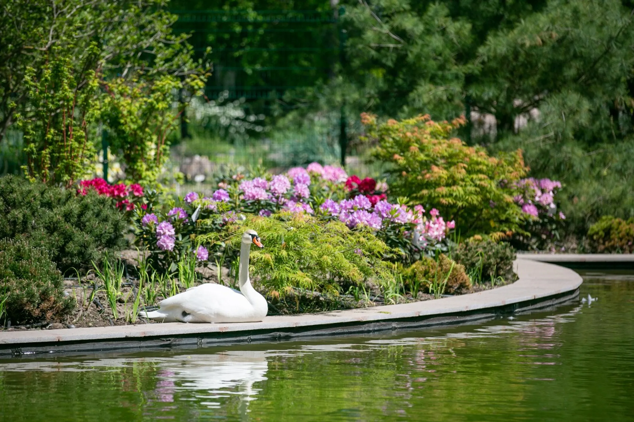 Президент ознакомился с реконструкцией Ботанического сада Алматы - Image Kapital.kz