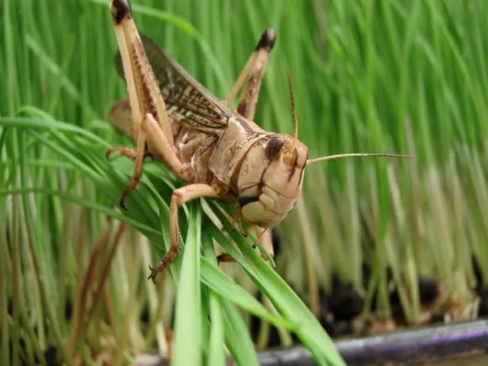 В 2025 году распространение стадных саранчовых в Казахстане ожидается на площади 2,1 млн га 