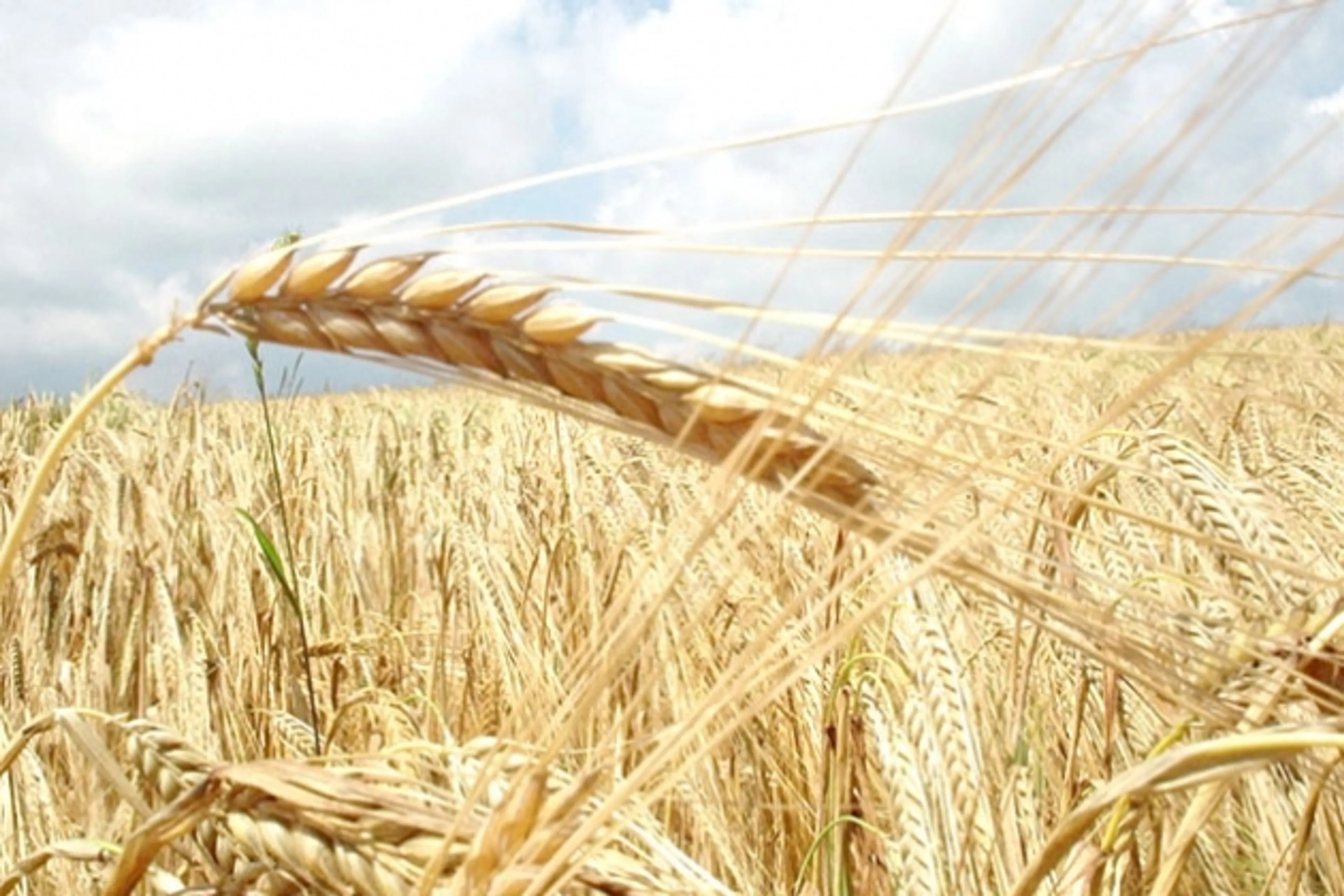 Капитал - На закуп зерна в госресурсы выделено свыше 7 млрд тенге