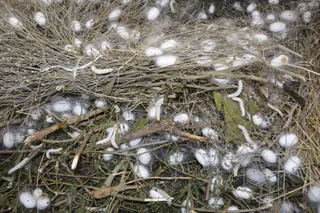 Капитал - На юге РК планируют ежегодно производить до 50 тонн шелкового волокна