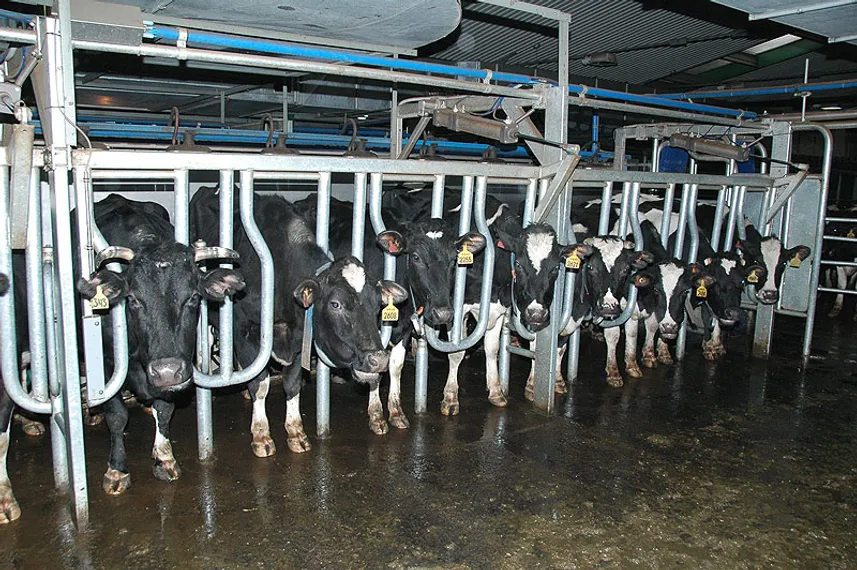 Капитал - Коровы из Австрии оказались больными