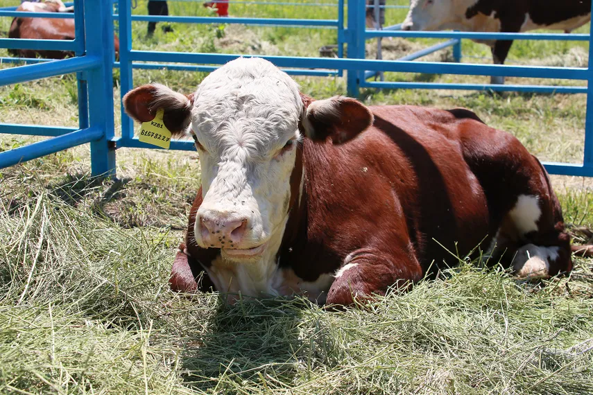 Фото: Руслан Пряников