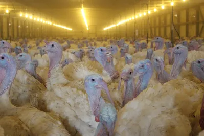 Казахстан поставляет мясо индейки в Россию