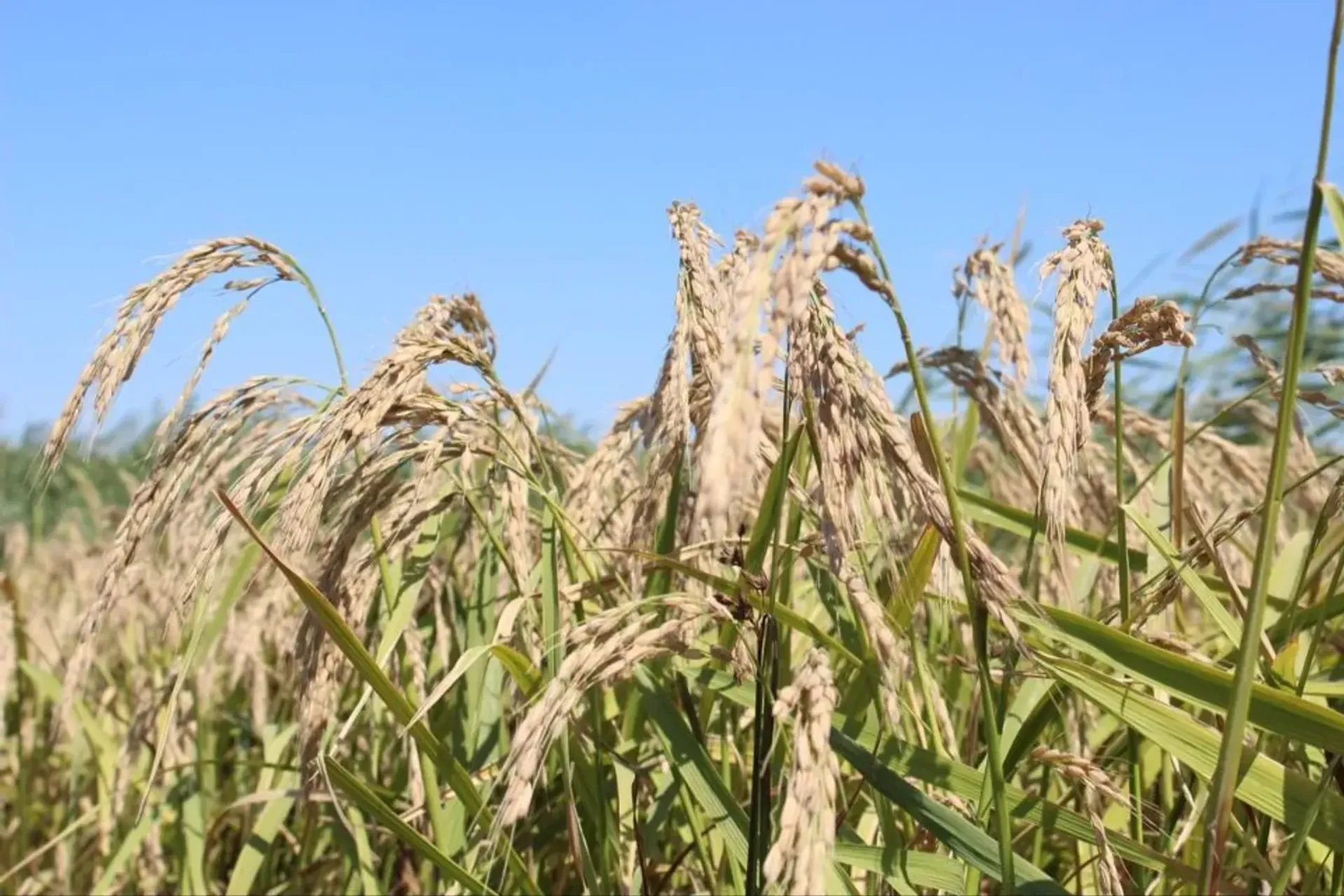 Фото: Министерство водных ресурсов и ирригации РК 