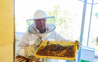 Капитал - Пчеловоды из-за режима ЧП потеряли минимум 6,9 млрд тенге в месяц