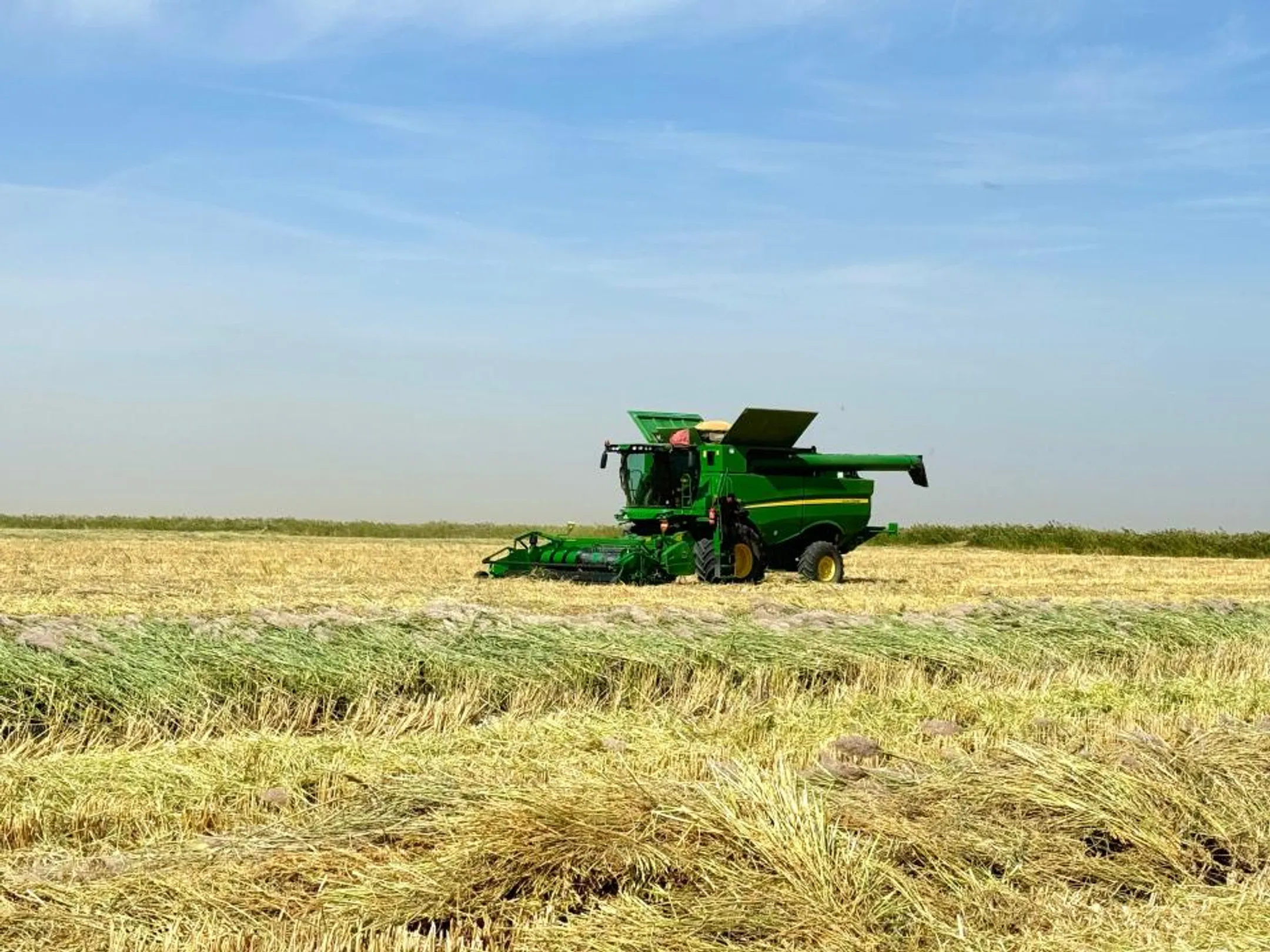 В Кызылординской области фиксируется высокая урожайность риса - Image Kapital.kz