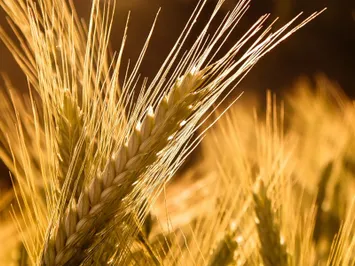 Кредиты сельскому хозяйству выросли до 439 млрд тенге