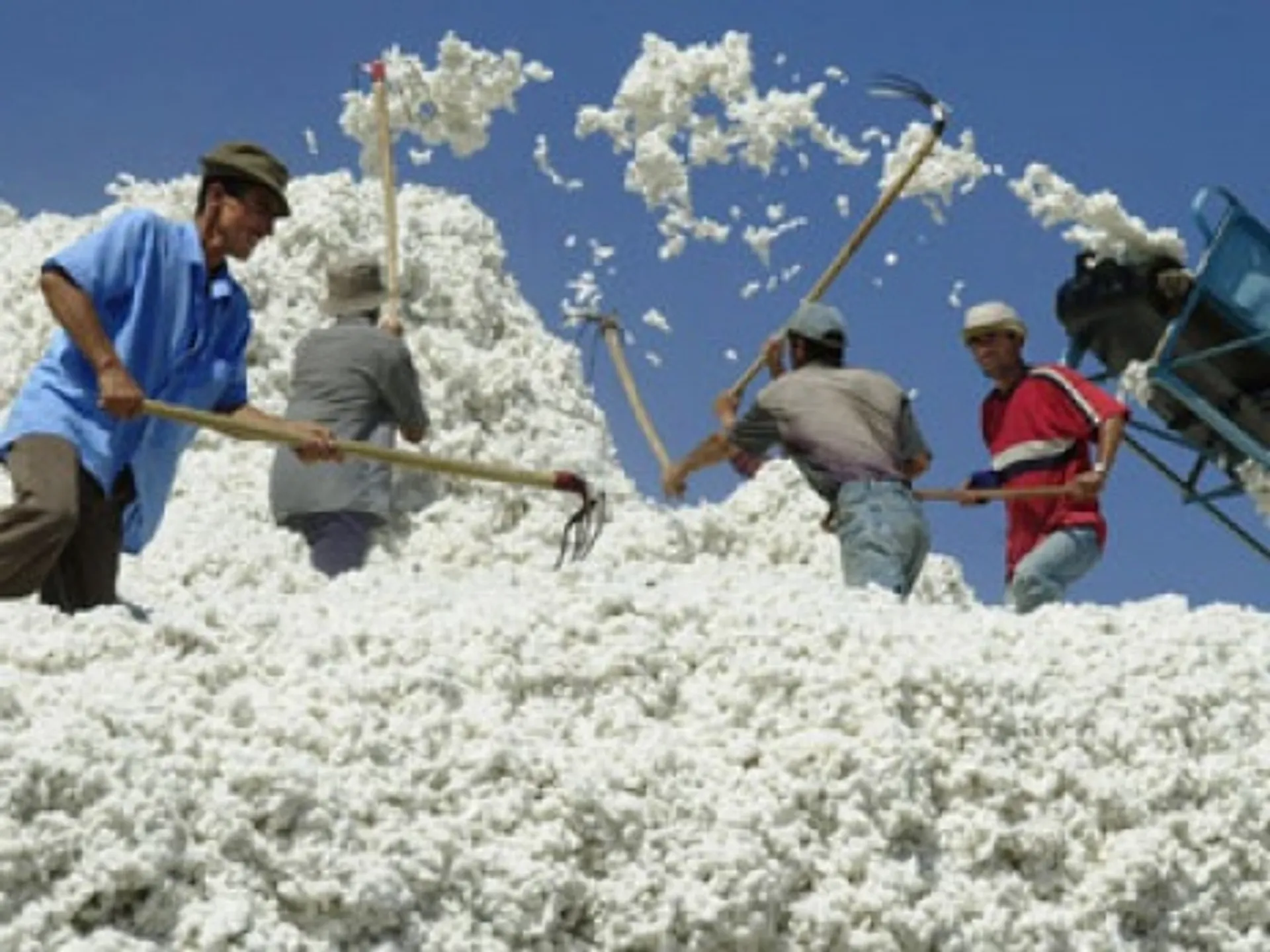 Капитал - Хлопкоробы получат 650 млн. тенге