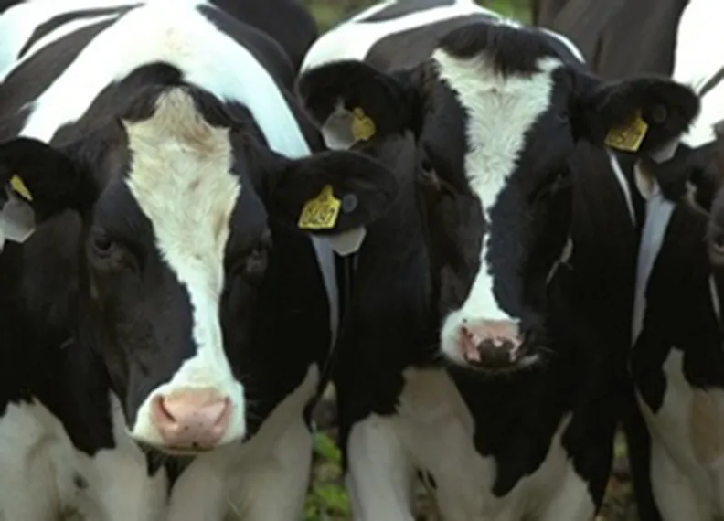 Капитал - На севере РК выявлено заражение 722 голов скота