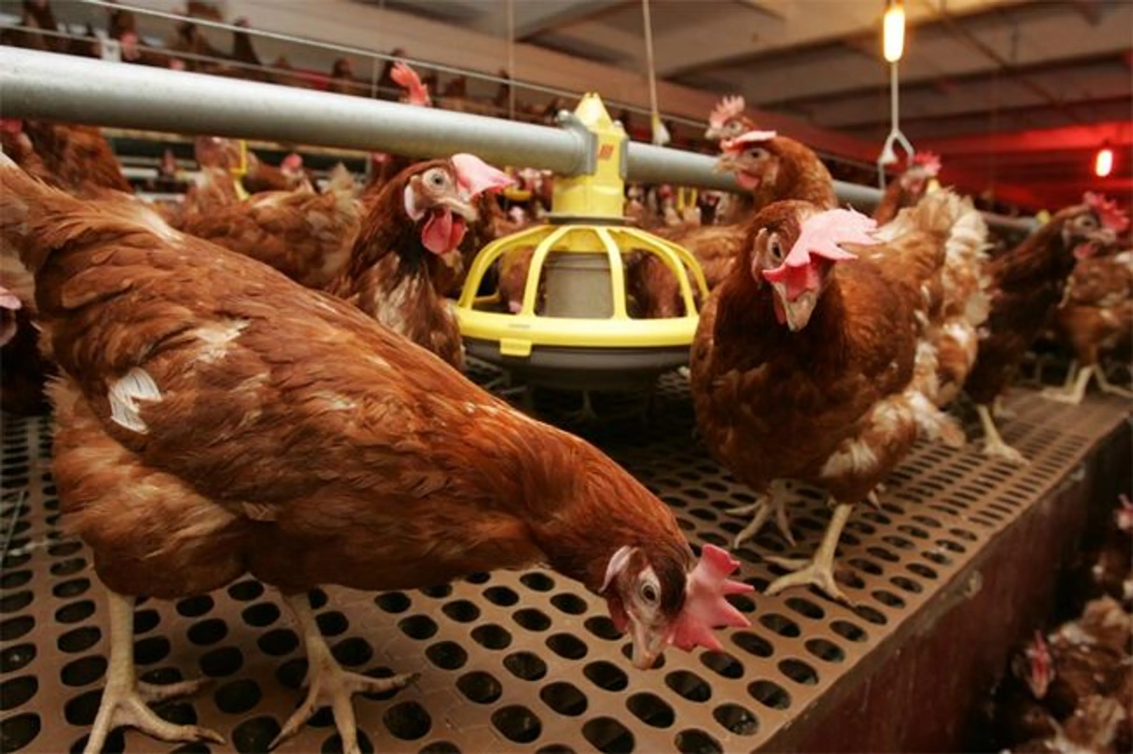 Капитал - Новую птицефабрику построят на востоке Казахстана