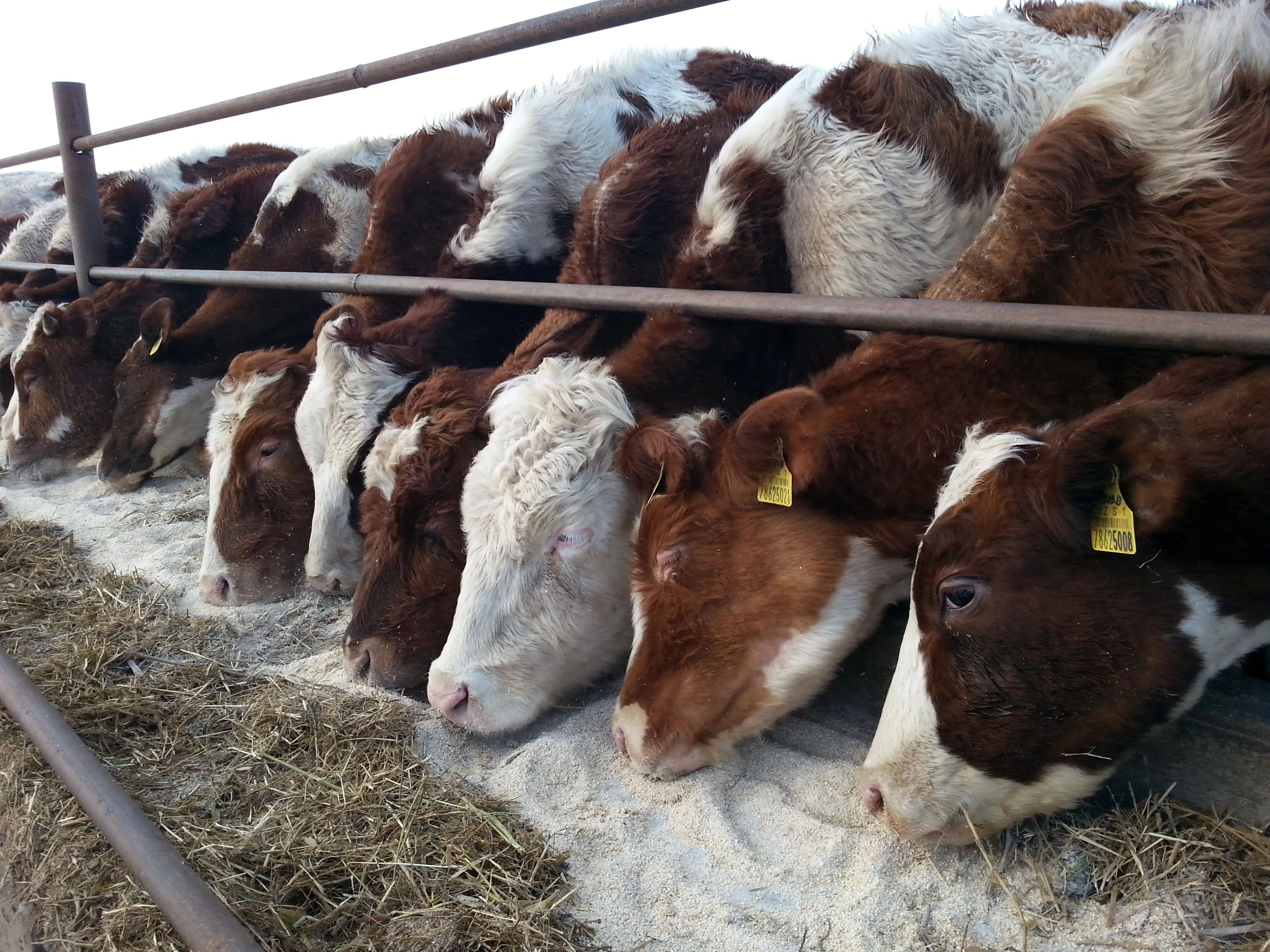 Капитал - Три области Казахстана создадут уникальный мясной кластер