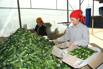 Туркестанская область активно развивает сферу сельского хозяйства