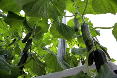 Под Карагандой построена теплица на 8 га